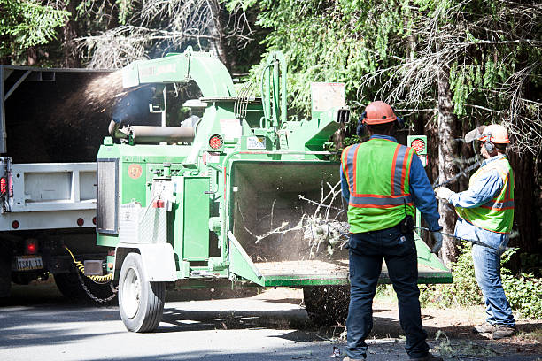 Trusted Williamstown, KY Tree Removal Services Experts